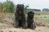 BOUVIER DES FLANDRES 193